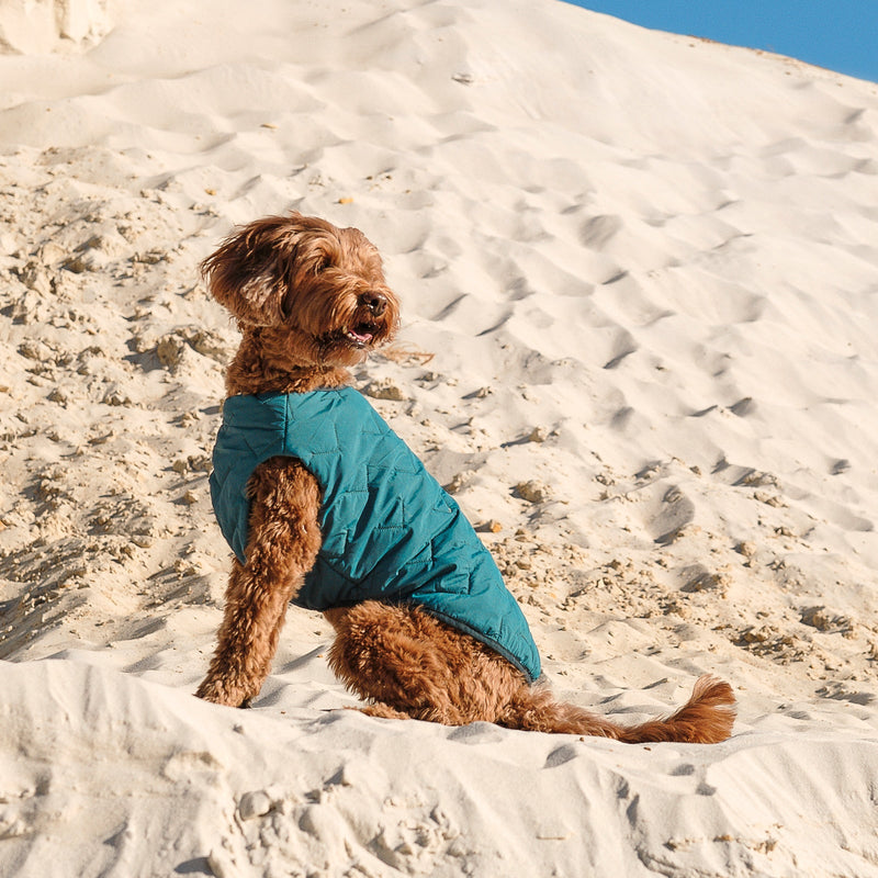 Clothing, Leashes & Toys