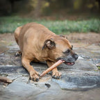 12-Inch Monster Bully Sticks — Extra-Thick, 100% Beef, Odor-Free Chew