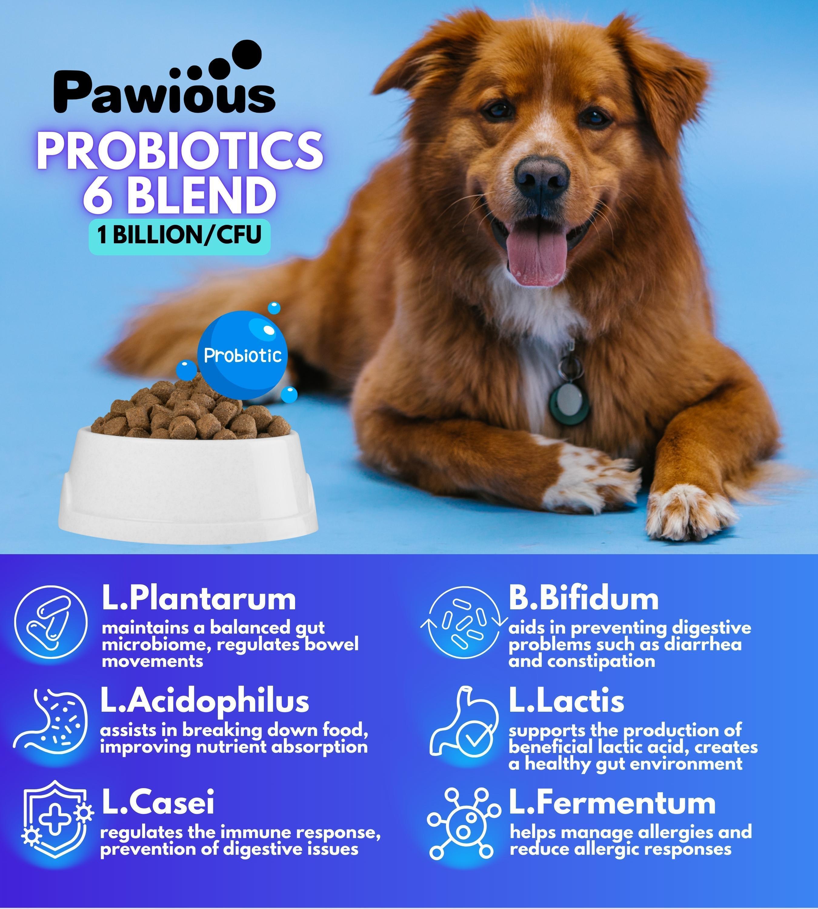 Probiotics for Dogs   Digestive Enzymes Gut Flora Digestive Health
