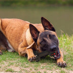 Non-Toxic Dental Dog Chew Toy