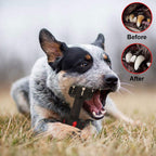 Non-Toxic Dental Dog Chew Toy