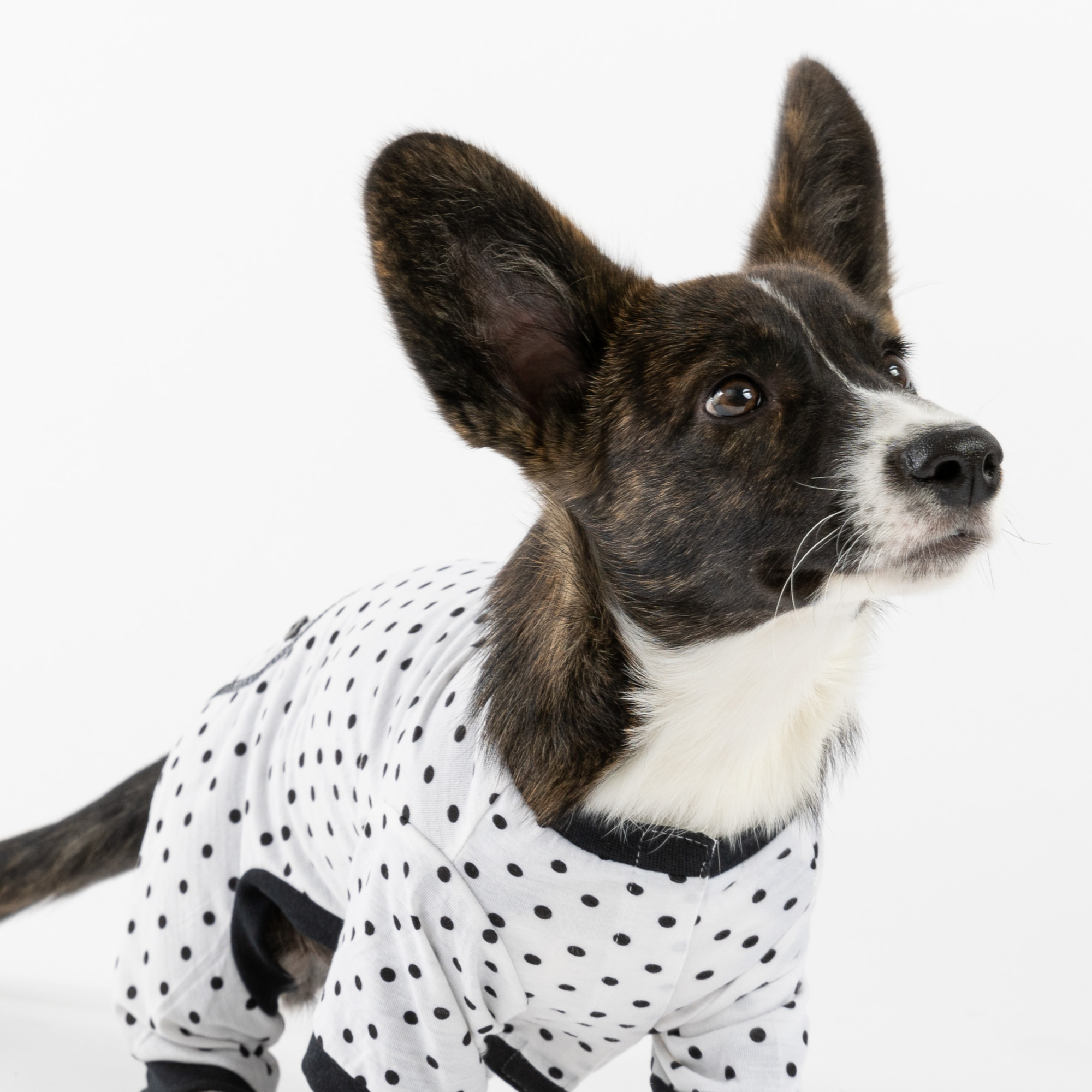 Polka Dot Dog Pajamas  Cozy & Stylish Matching PJs for Your Pup!