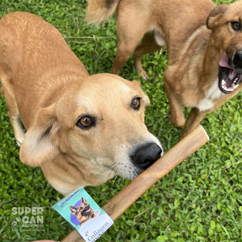 6" Collagen Sticks for Dogs
