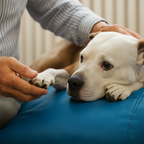 Fck Cancer - Severe Pain Relief Hemp Tincture for Dogs