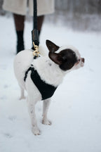 Rope Leash for Dogs (Standalone)