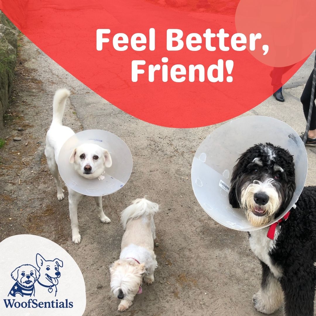 WoofSentials Feel Better eGift Card