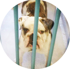 Bubba's Bulldog Bites
