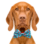 Peppermint Panda Blue Dog Bow Tie