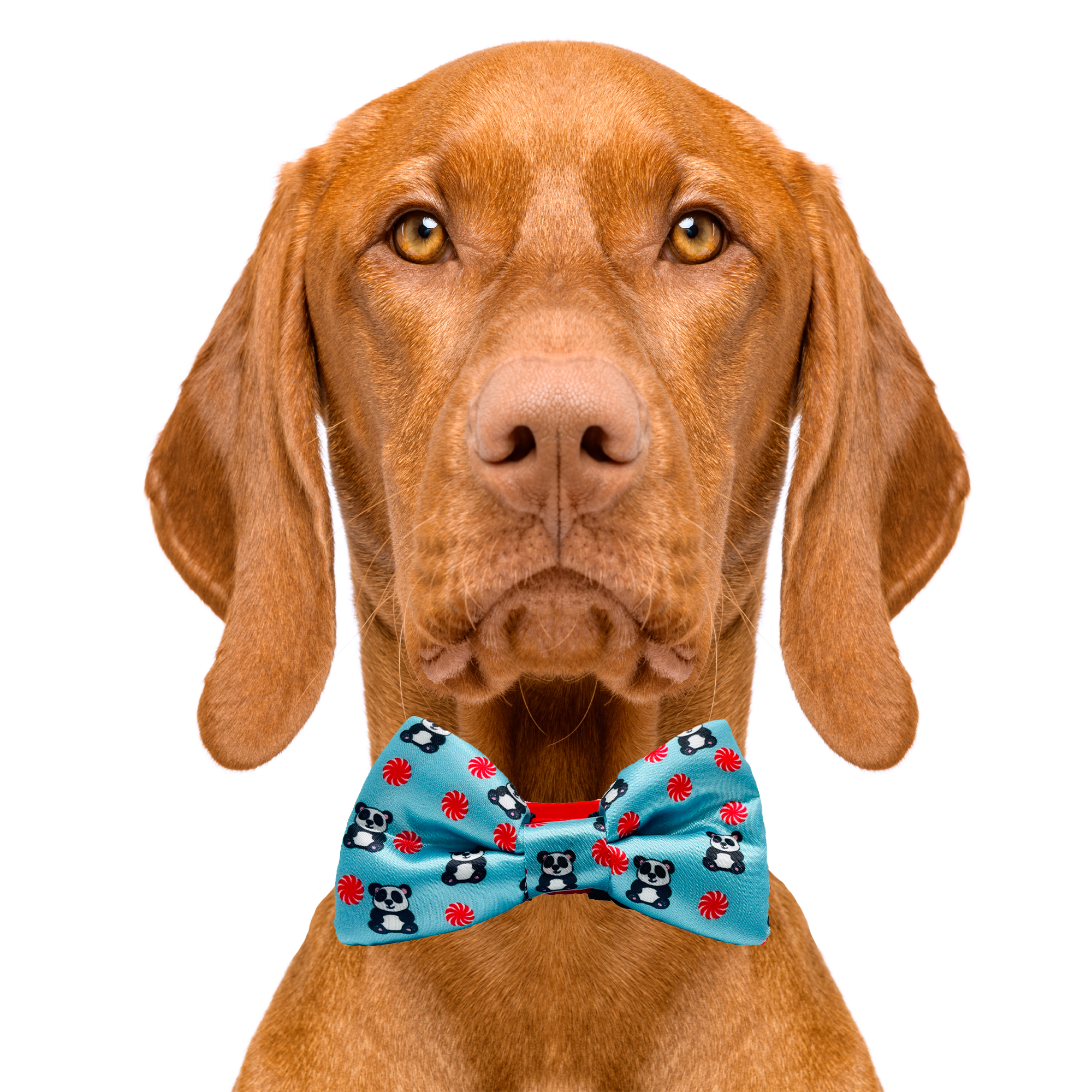 Peppermint Panda Blue Dog Bow Tie