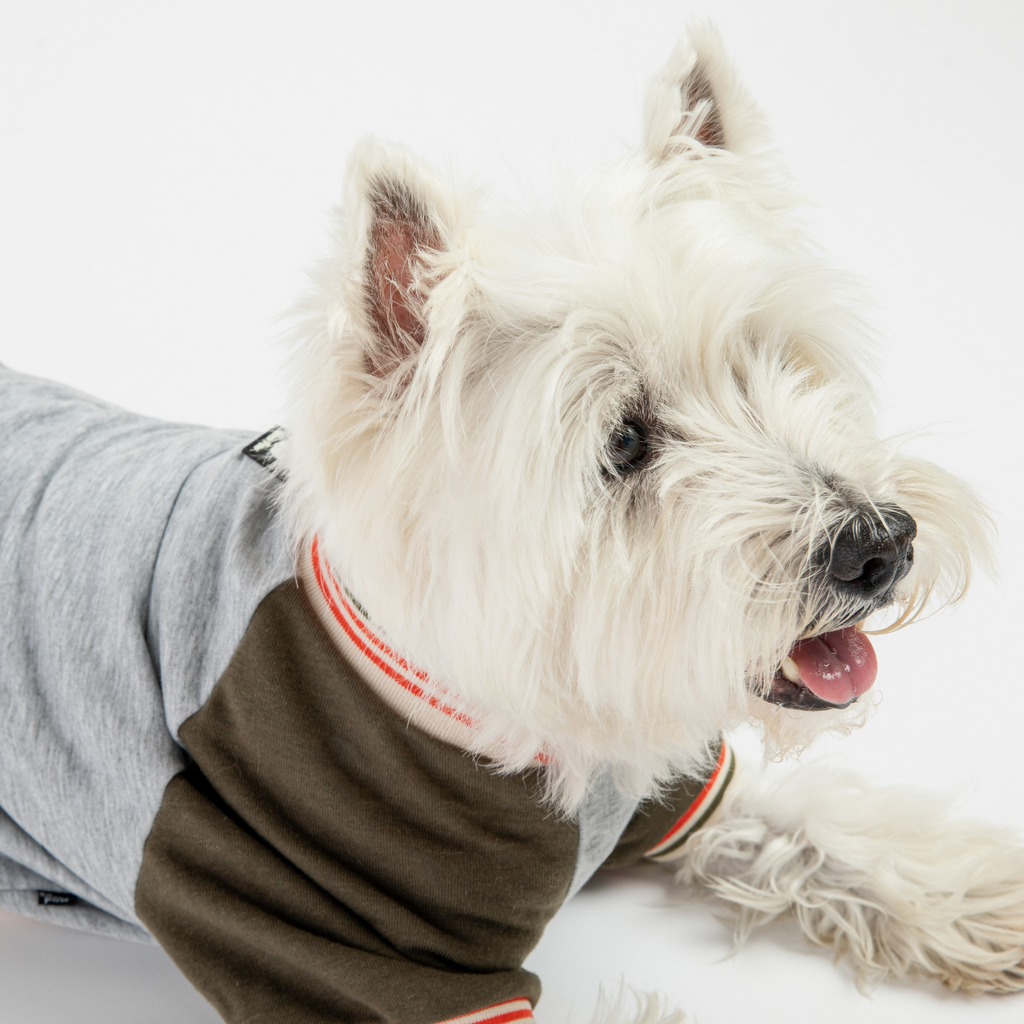 Chase Lightweight Dog Sweatshirt  Green French Terry Pullover with