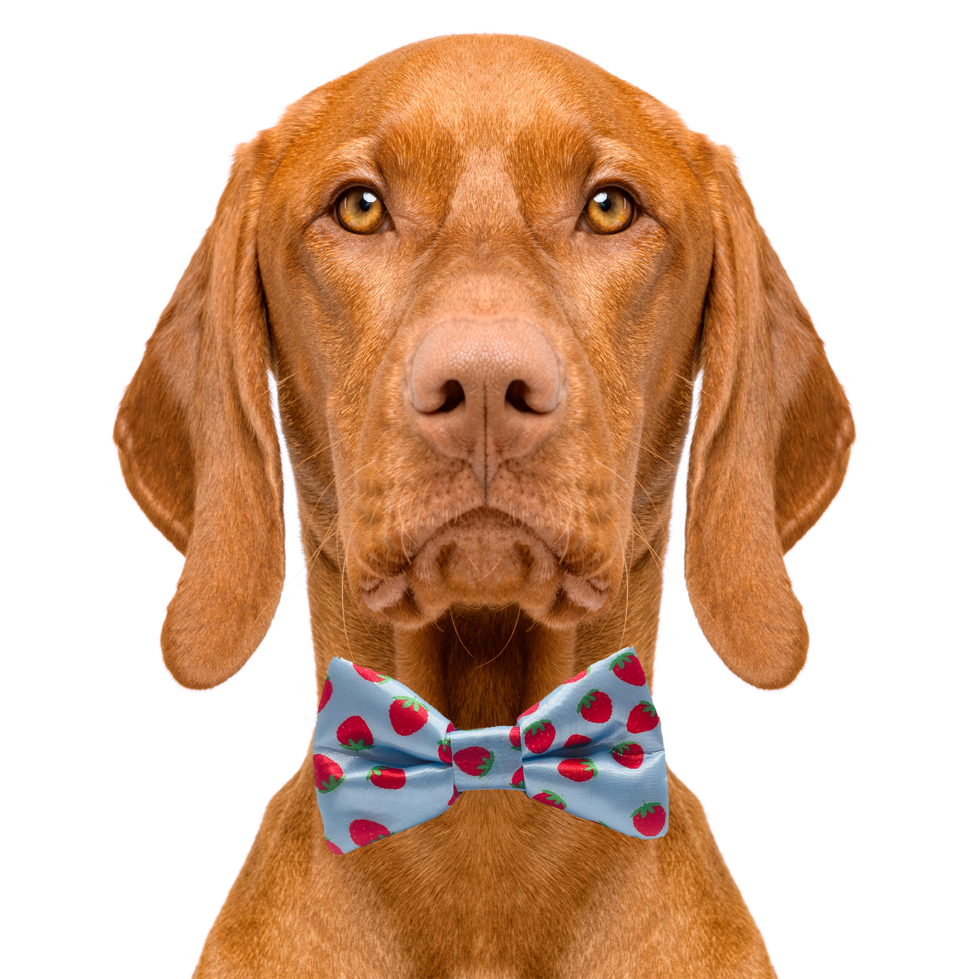 Stawberry Blue Dog Bow Tie