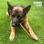 6" Jumbo Bully Sticks