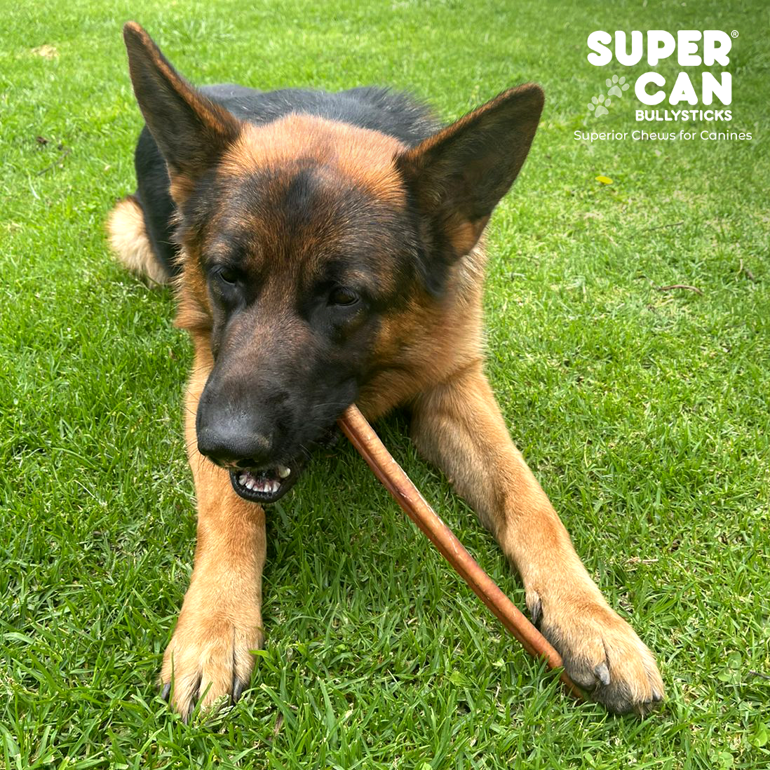 6" Jumbo Bully Sticks