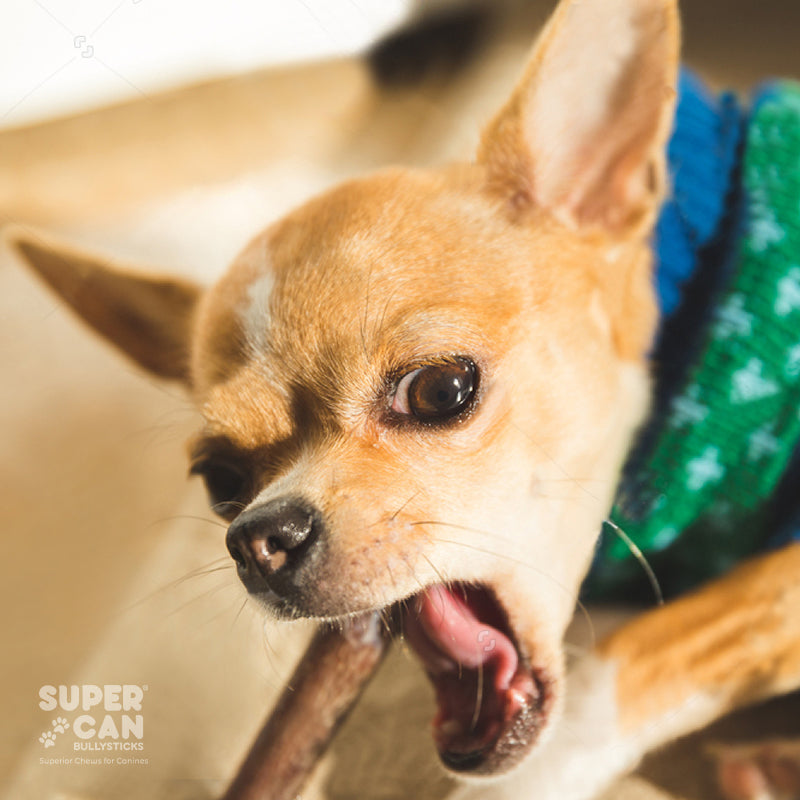 6" Standard Bully Sticks