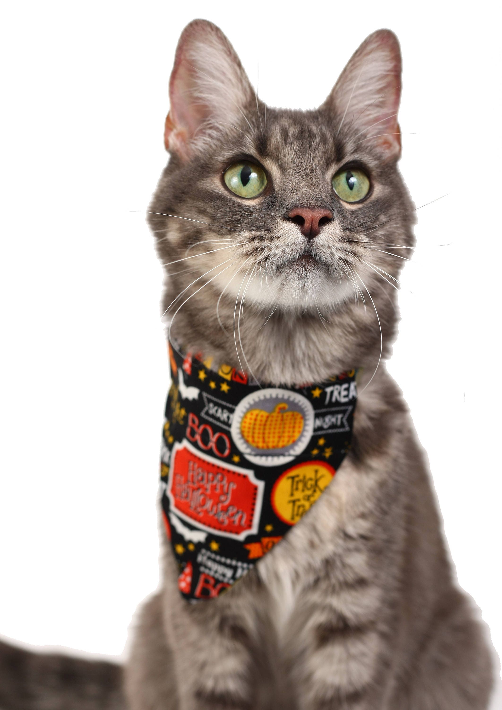 Fright Night Pet Scarf