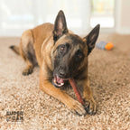 6" Standard Bully Sticks