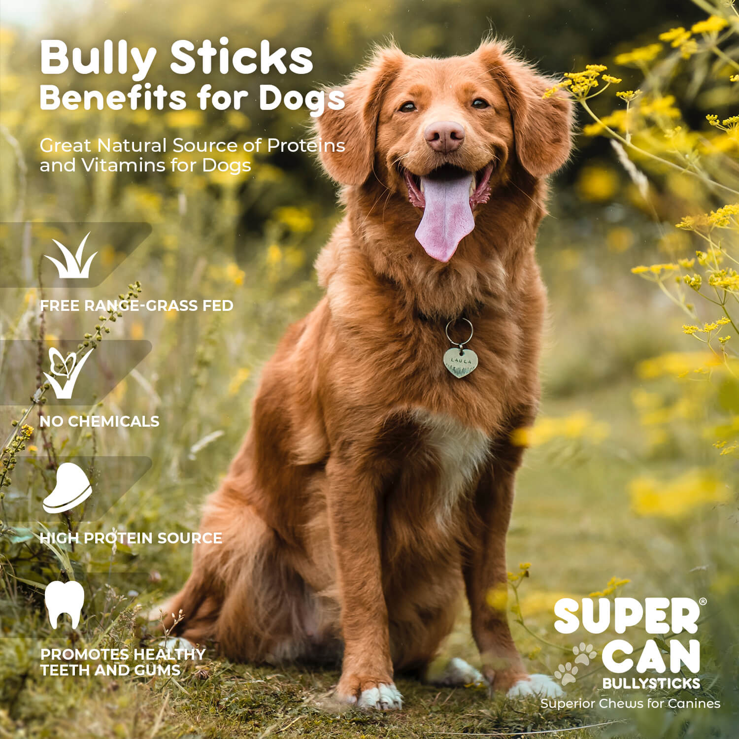 12" Jumbo Bully Sticks