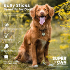 6" Jumbo Bully Sticks