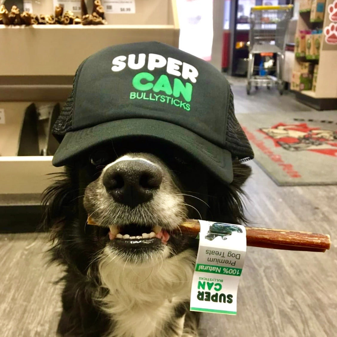 6" Standard Bully Sticks