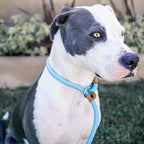 Ultra Reflective 6' Dog Slip Leash